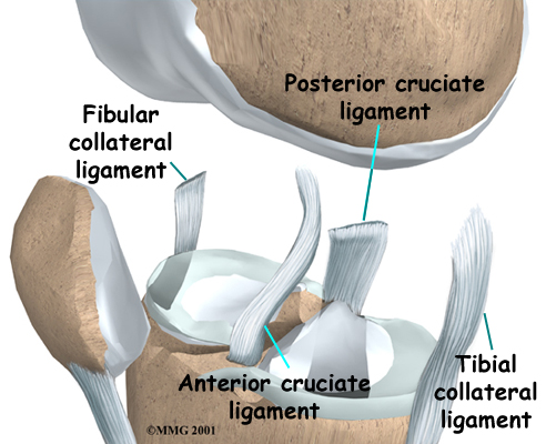 Physical Therapy in Baton Rouge for Knee - Collateral Ligament Injury